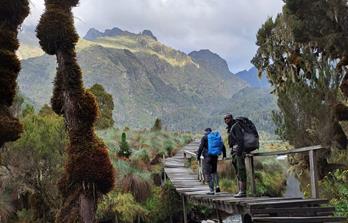 Bergreise Ruwenzori, 5109m & Gorilla Trekking Uganda