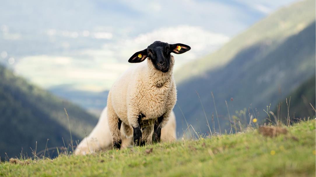 wanderung-schaf-karnischer-hoehenweg-egger-alm-poludnig-dellach-alm-poludnig-alm-kaernten-juli-sommer-2022-lena-sulzenbacher-02