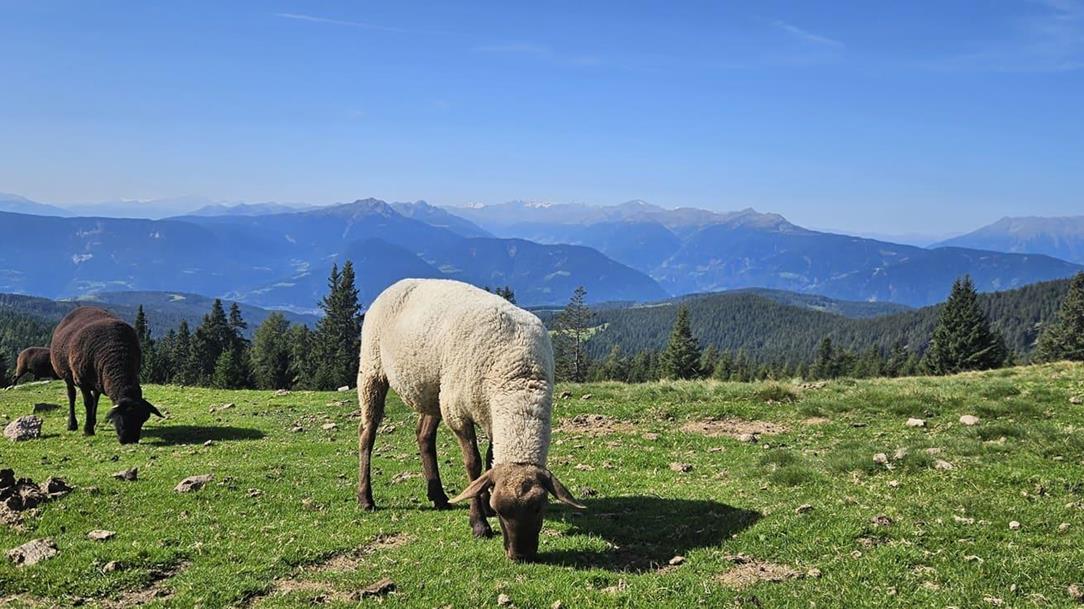 wanderung-bergkultur-schafbauern-pixby-wanderfuehrer-andreas-pittl