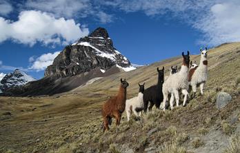 Trekkingreise - Bolivien.Cordillera.Real