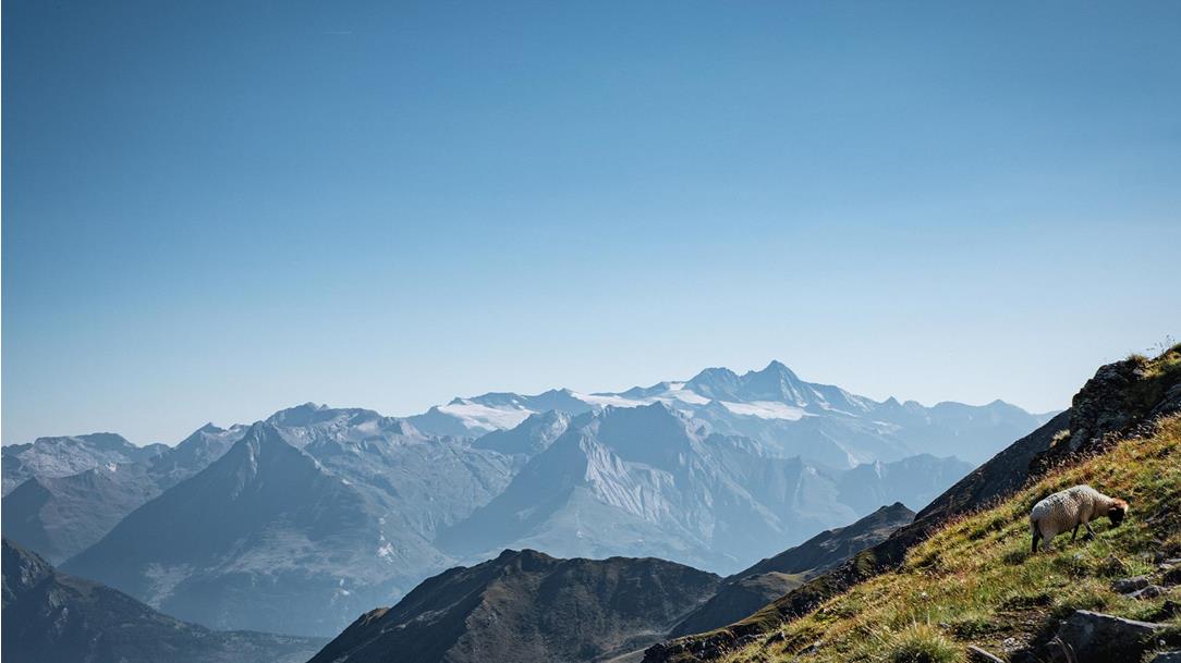 grossglockner-panorama-mit-schaf-alm-defereggental