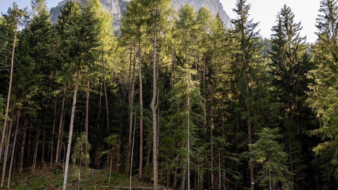wanderung-seis-schlern-dolomiten-suedtirol-sommer-2023-lena-sulzenbacher-01