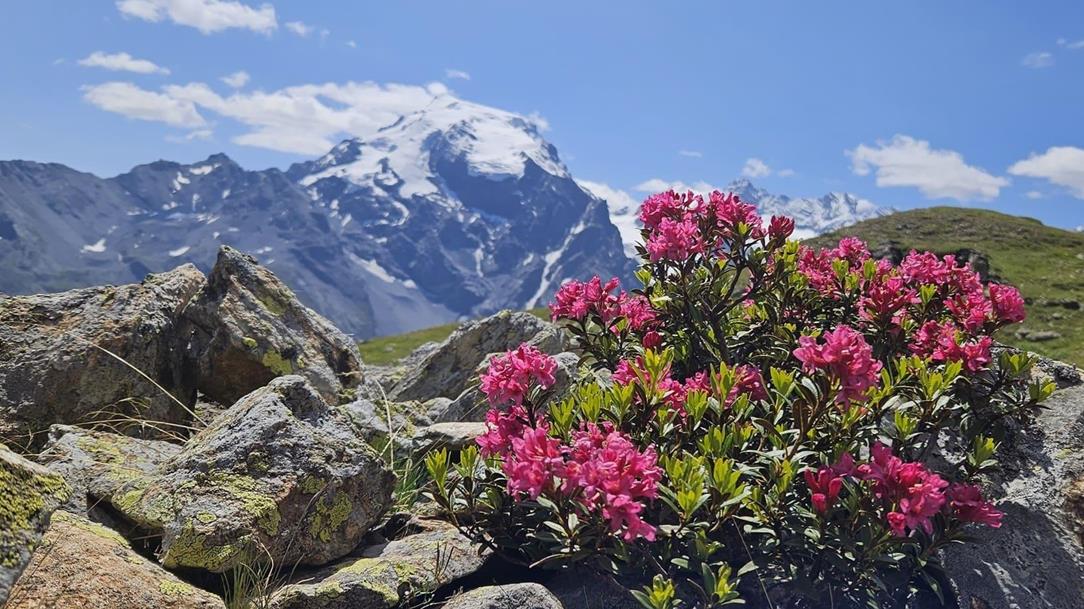wanderwoche-sueddtirol-ortler-alpenrosen-pixby-wanderfuehrer-andreas-pittl-kopie