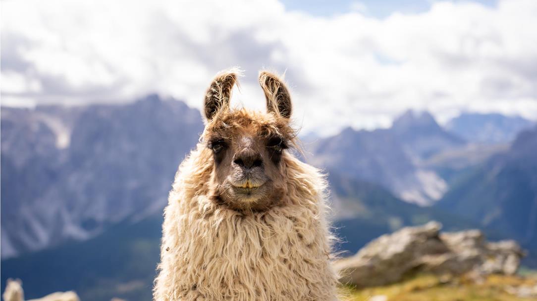 wanderung-lama-karnischer-hoehenweg-sextener-dolomiten-helm-suedtirol-osttirol-september-sommer-2025-lena-sulzenbacher-03