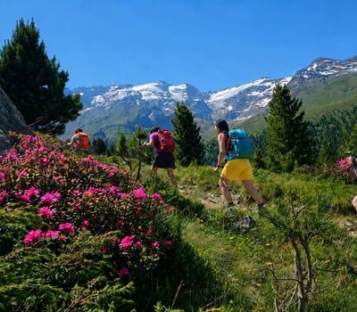 Blütezeit der Alpenrose und beeindruckende Bergkulisse de Ötztaler Gletscherwelt im Obervintschgau, Südtirol