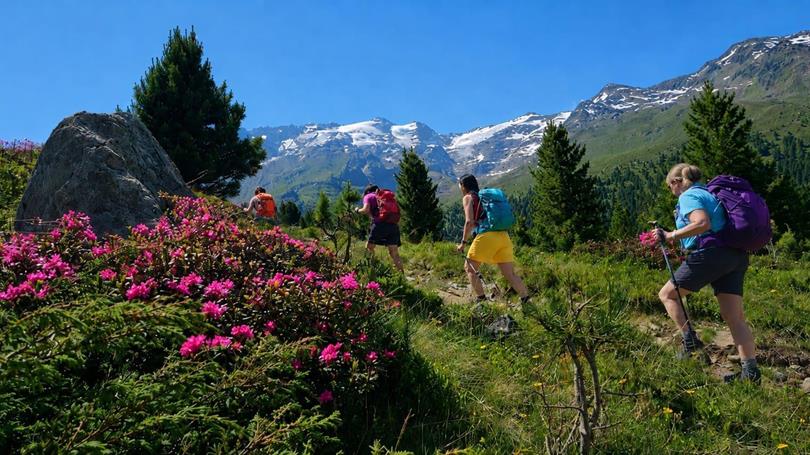 Blütezeit der Alpenrose und beeindruckende Bergkulisse de Ötztaler Gletscherwelt im Obervintschgau, Südtirol