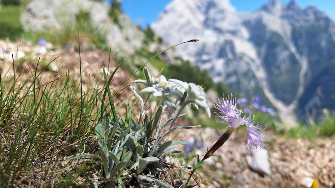 swa0063-alta-via-cortina-mirjam-2025-46
