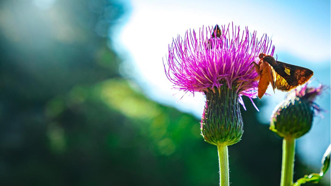 alpenflora-schmetterling-defereggental-wandern