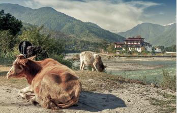 Bhutan – Jomolhari Trek & Kulturreise in Südasien