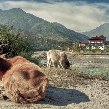 Bhutan – Jomolhari Trek & Kulturreise in Südasien