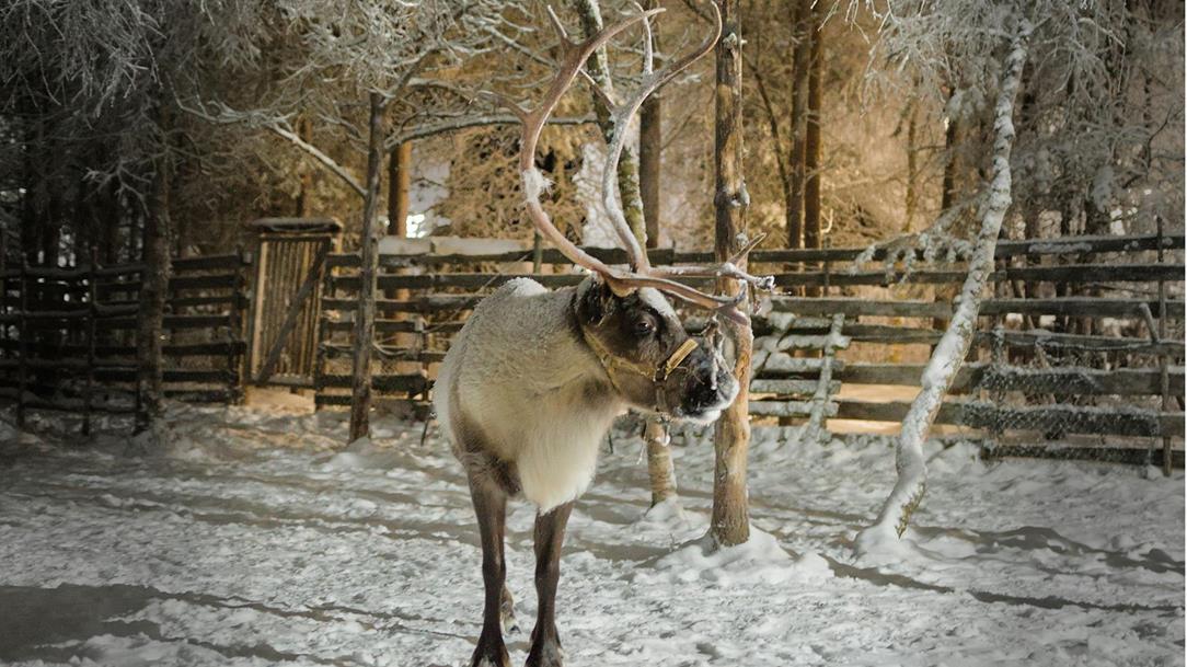 schweden-kebnekaise-elch