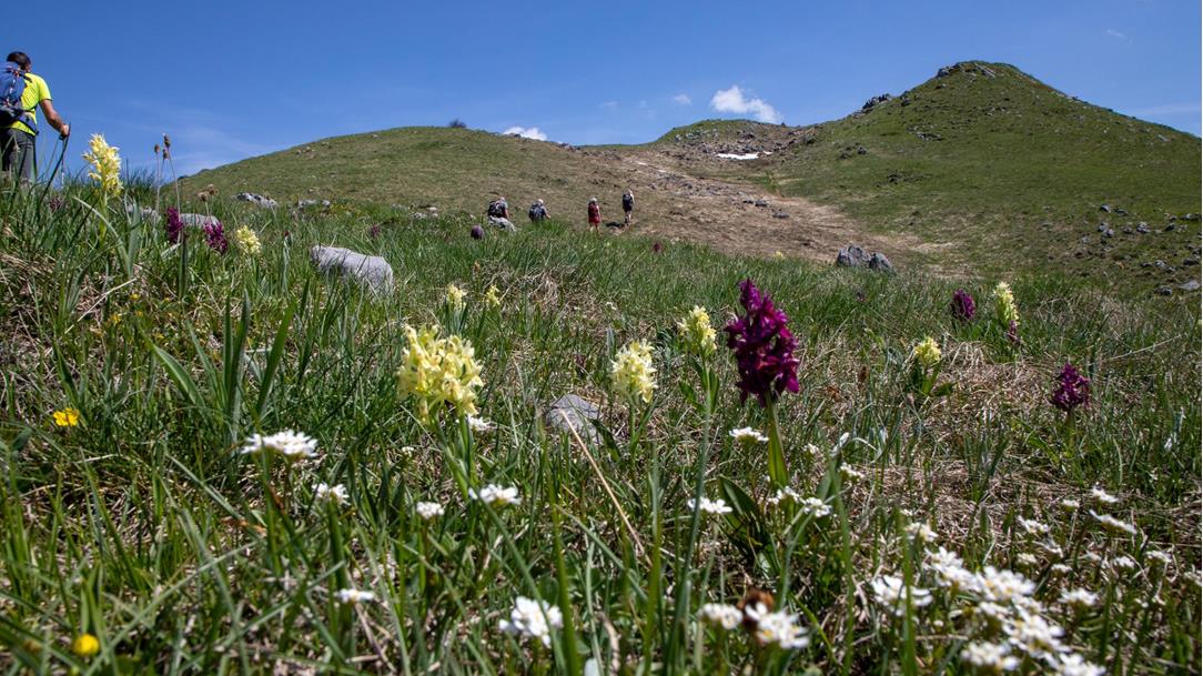 Bezaubernde Flora & Fauna auf den Wegen durch die Berge widerspiegeln die Kraft der Berg-Natur!