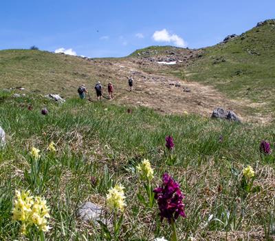 Bezaubernde Flora & Fauna auf den Wegen durch die Berge widerspiegeln die Kraft der Berg-Natur!