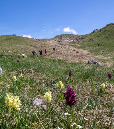 Bezaubernde Flora & Fauna auf den Wegen durch die Berge widerspiegeln die Kraft der Berg-Natur!